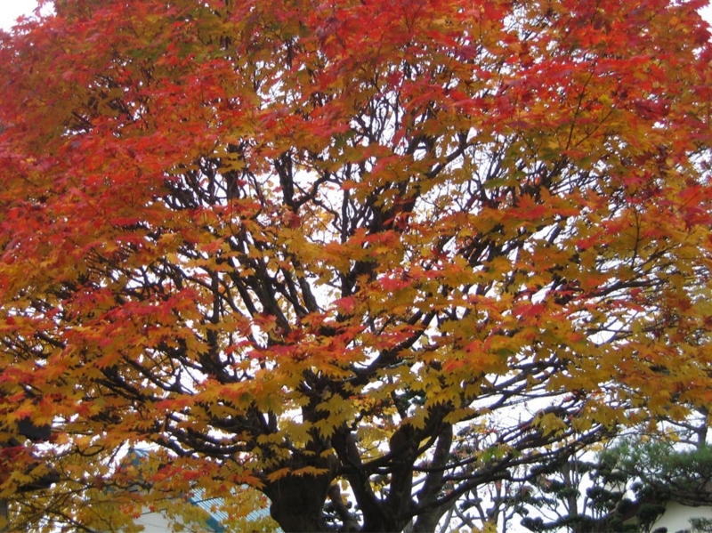 f:id:atarou:20111025071023j:image