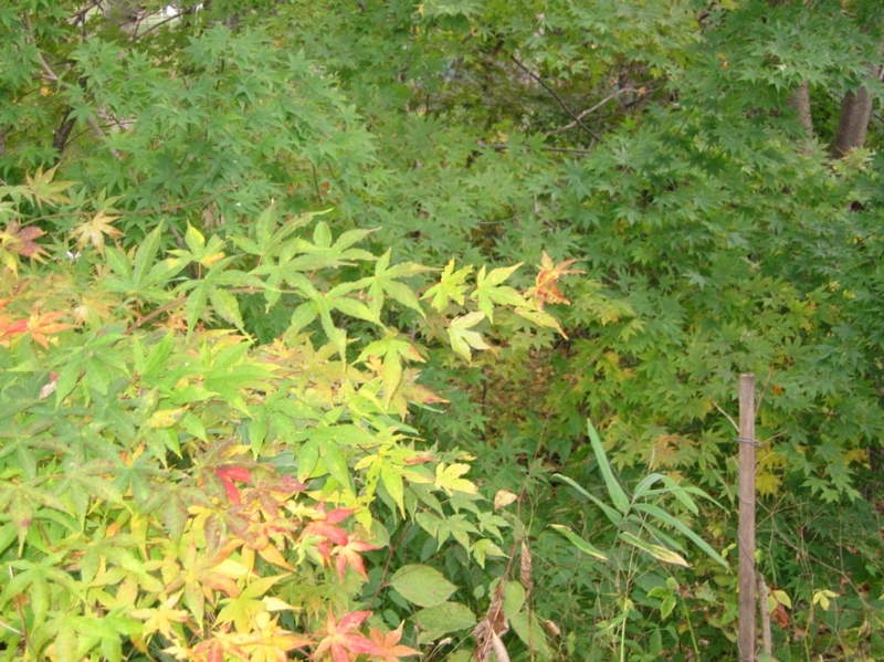 f:id:atarou:20111026062915j:image