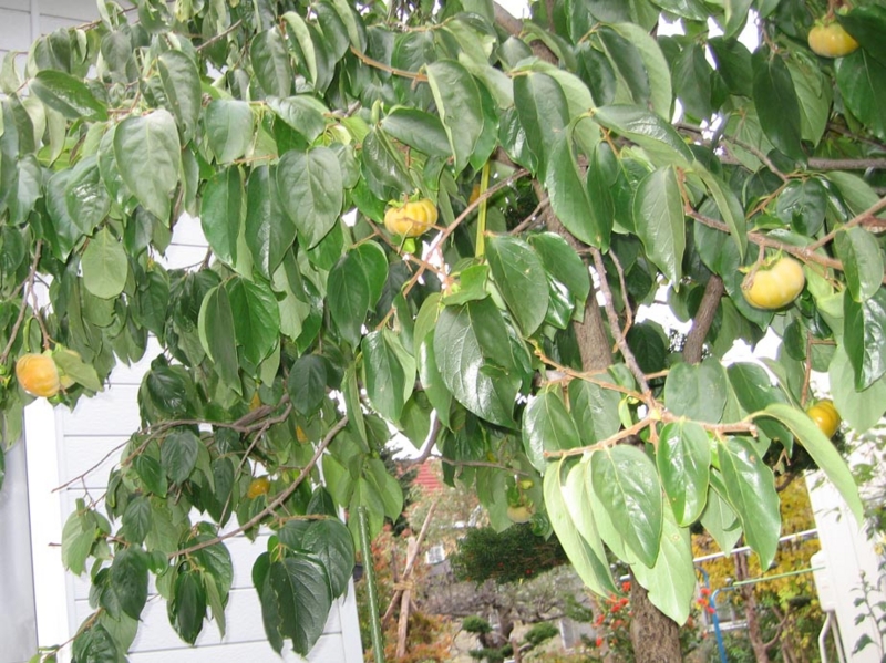 f:id:atarou:20111026064830j:image