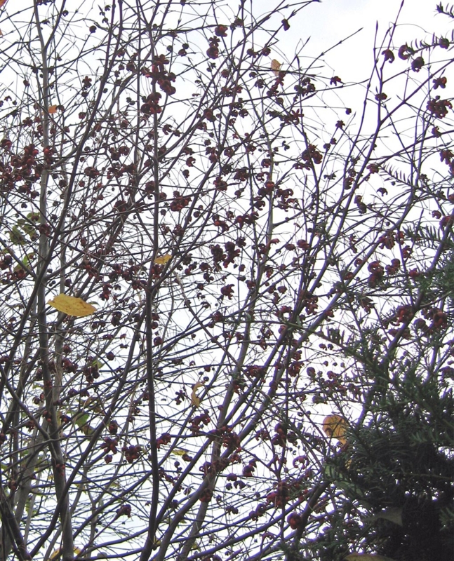 f:id:atarou:20111026064831j:image