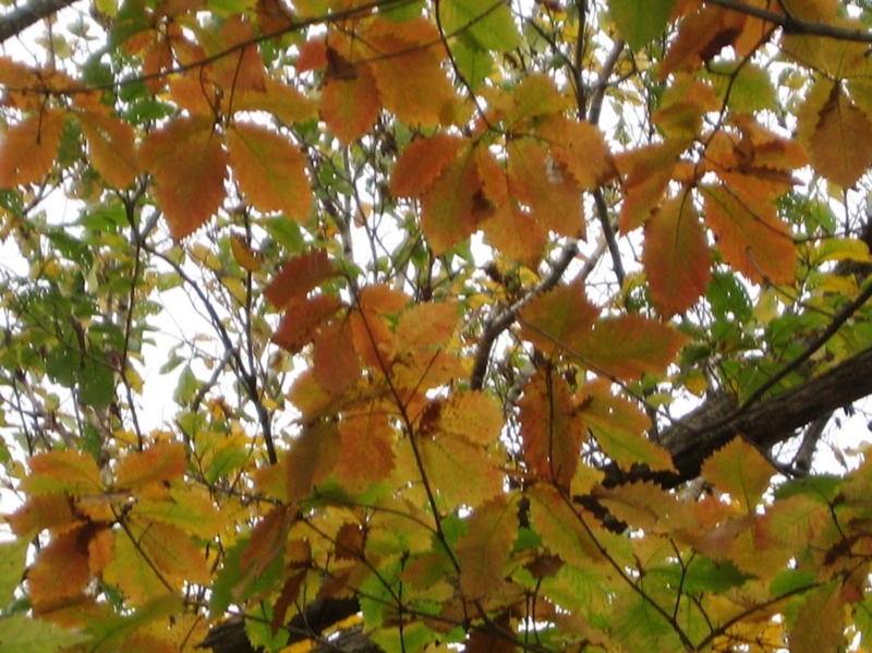 f:id:atarou:20111026065147j:image