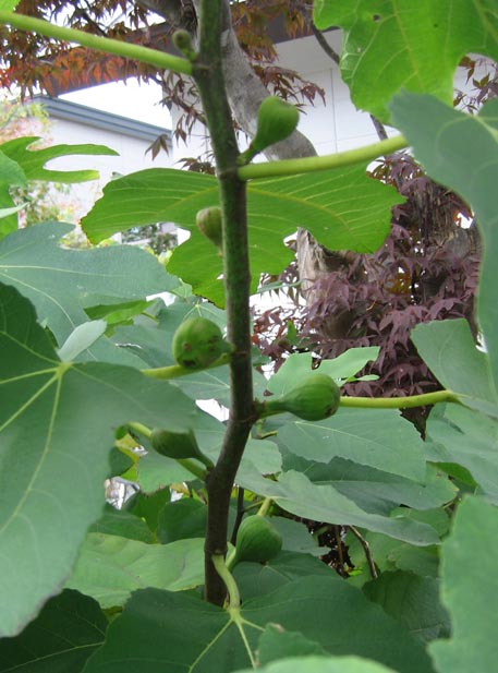 f:id:atarou:20111027062236j:image