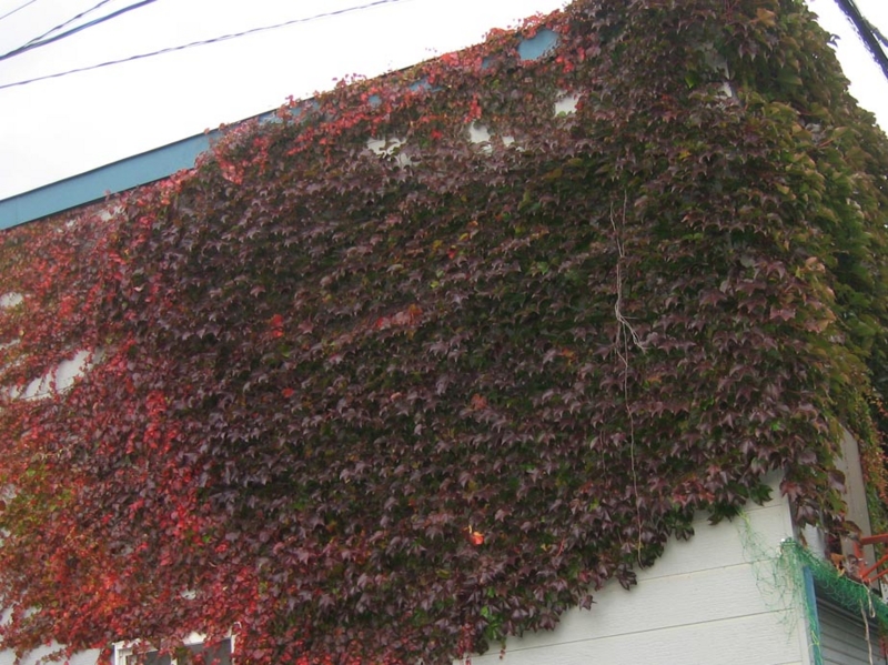 f:id:atarou:20111027062613j:image