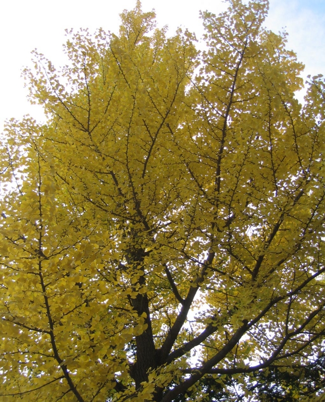 f:id:atarou:20111028192707j:image