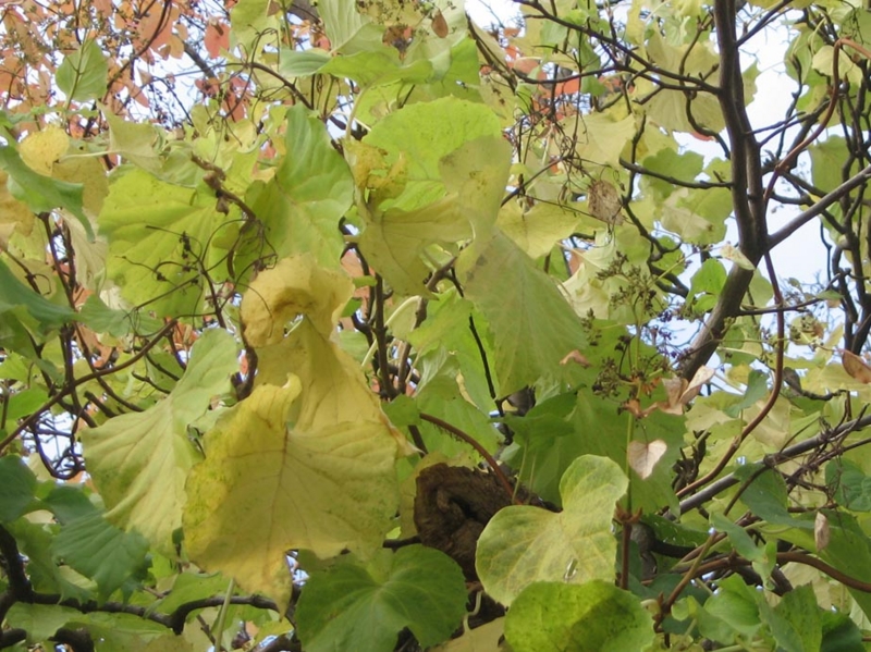f:id:atarou:20111028192709j:image