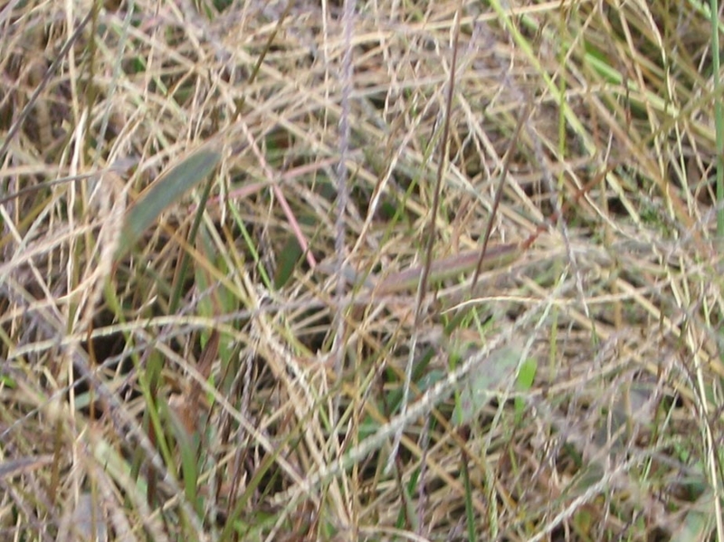 f:id:atarou:20111029060513j:image