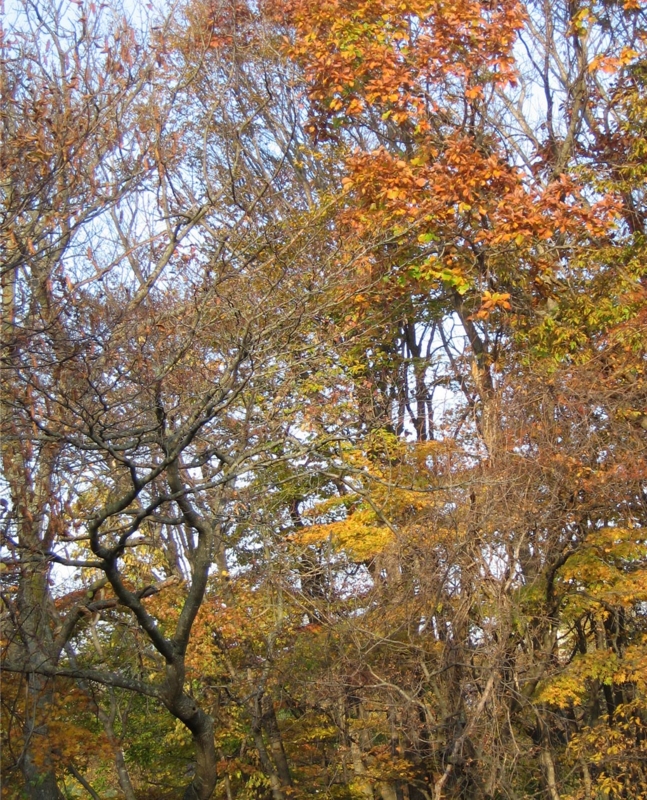 f:id:atarou:20111029193606j:image