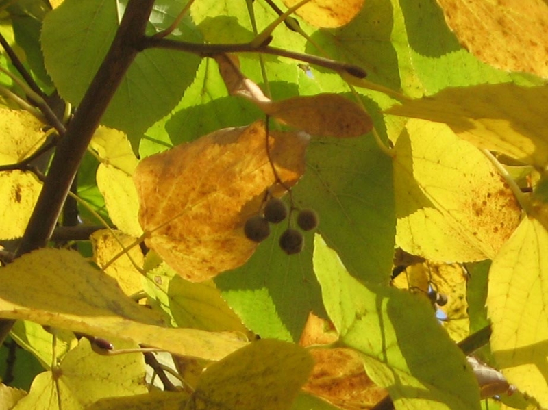 f:id:atarou:20111029195136j:image