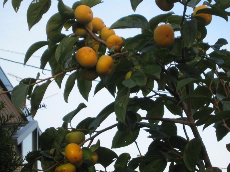 f:id:atarou:20111029195910j:image
