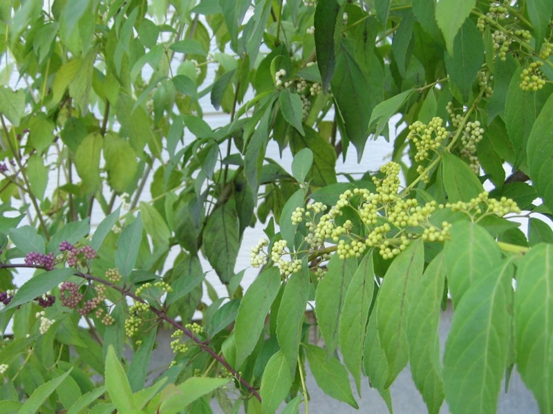 f:id:atarou:20111030063215j:image