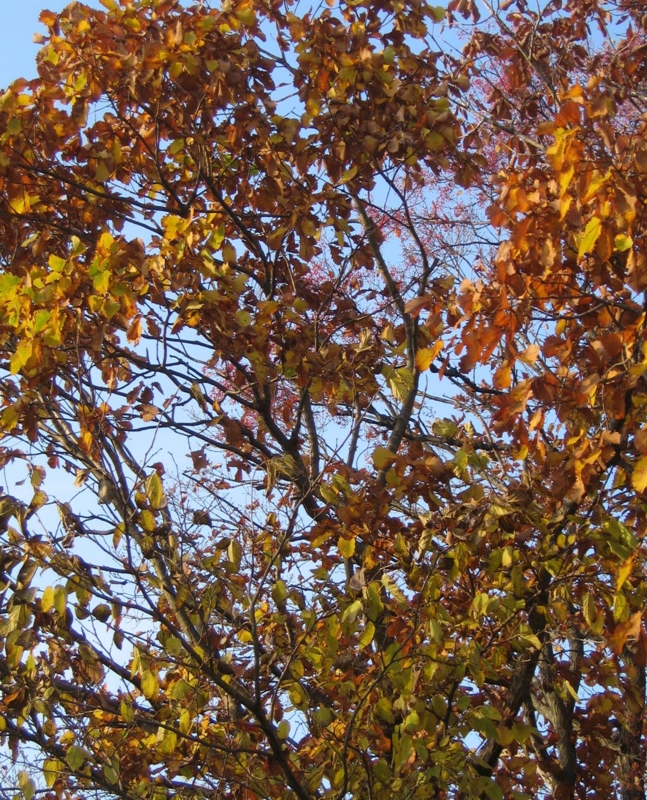 f:id:atarou:20111030063751j:image