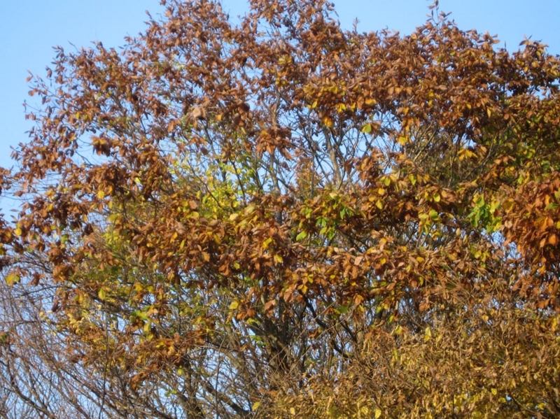 f:id:atarou:20111030065220j:image