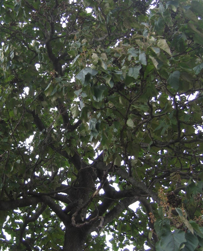 f:id:atarou:20111030192642j:image