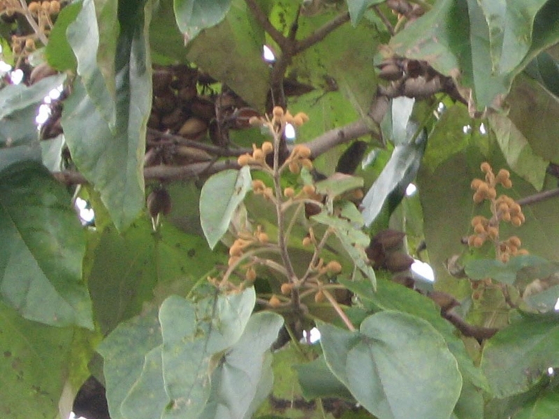 f:id:atarou:20111031065445j:image