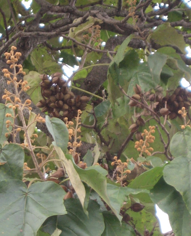 f:id:atarou:20111031065446j:image