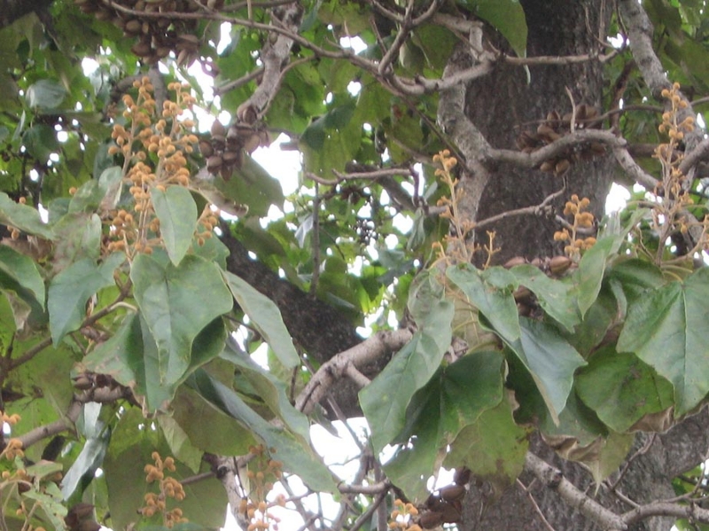 f:id:atarou:20111031065448j:image