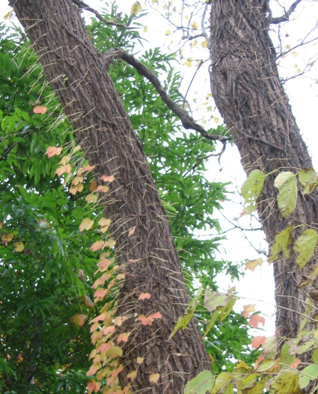 f:id:atarou:20111031070312j:image
