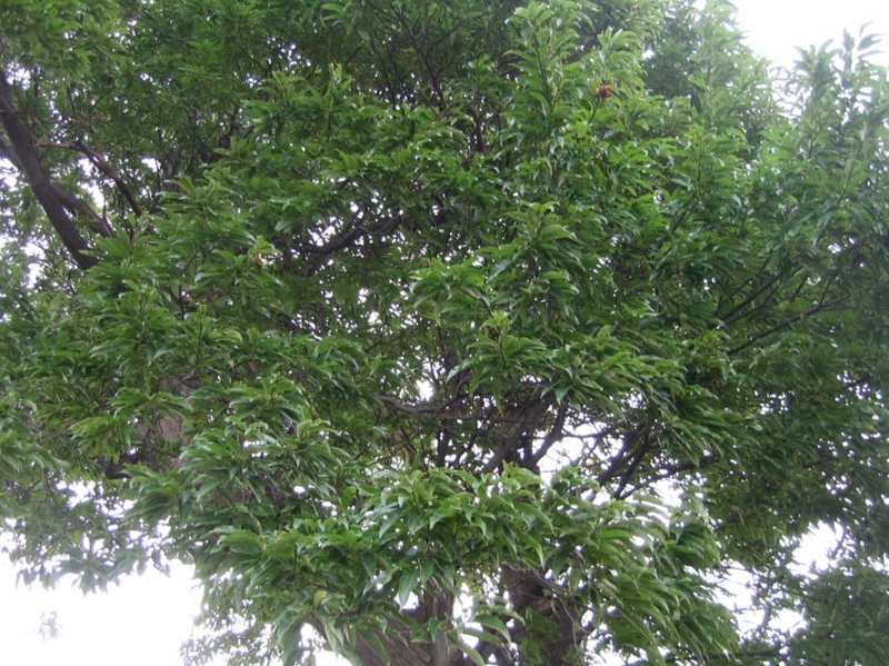 f:id:atarou:20111031070315j:image