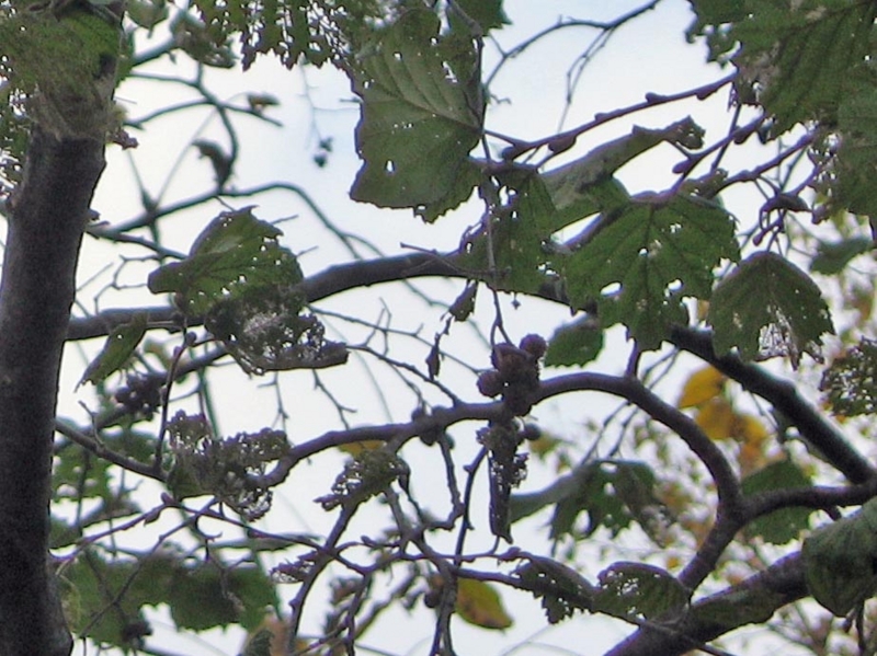 f:id:atarou:20111031071115j:image