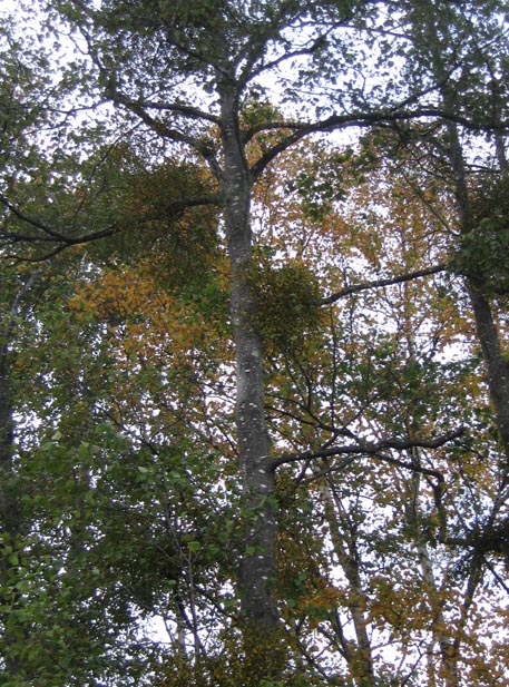f:id:atarou:20111031071116j:image