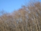 20111129062931