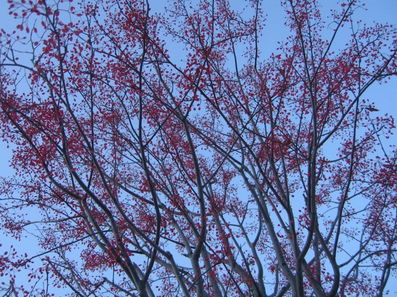 f:id:atarou:20111202070447j:image