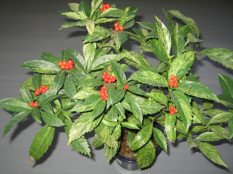 f:id:atarou:20111202072047j:image
