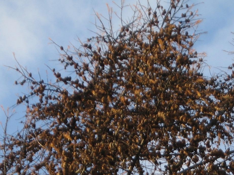 f:id:atarou:20111203065643j:image
