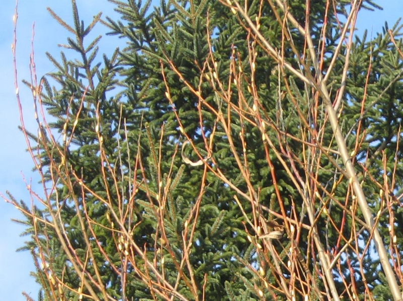 f:id:atarou:20111203065647j:image
