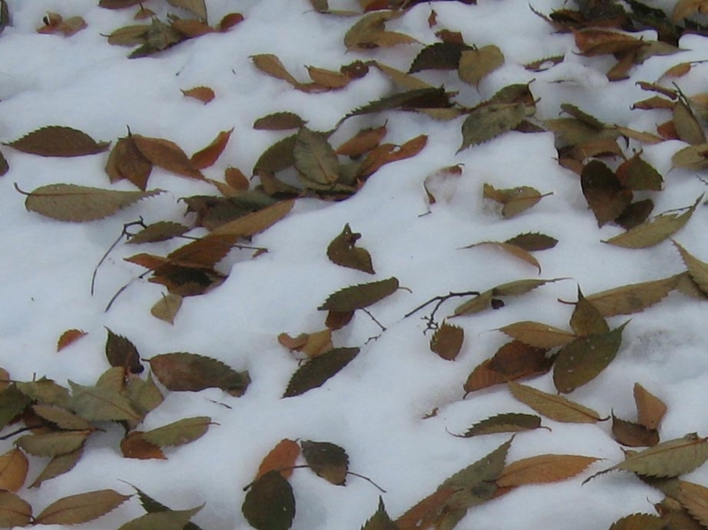 f:id:atarou:20111205070214j:image