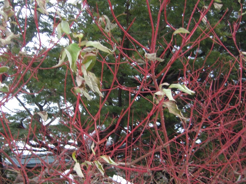 f:id:atarou:20111205071541j:image