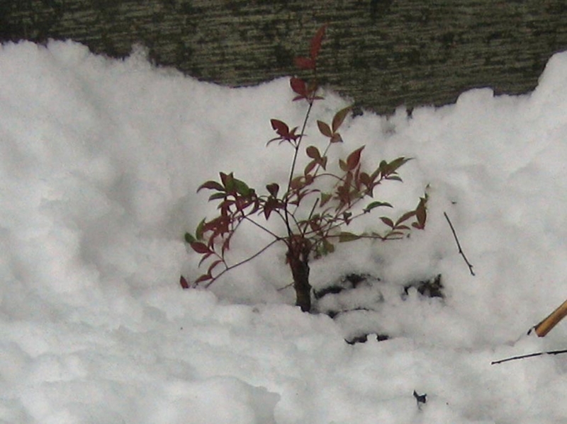 f:id:atarou:20111205071829j:image