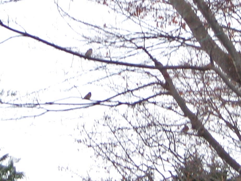 f:id:atarou:20111207065935j:image