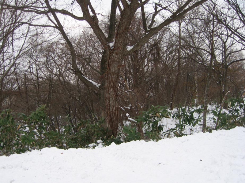 f:id:atarou:20111207072105j:image