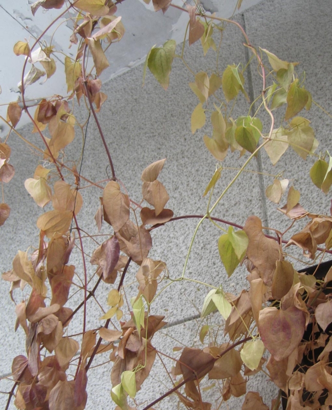 f:id:atarou:20111209070913j:image
