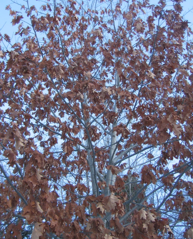 f:id:atarou:20111210071510j:image
