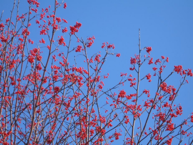 f:id:atarou:20111212065548j:image