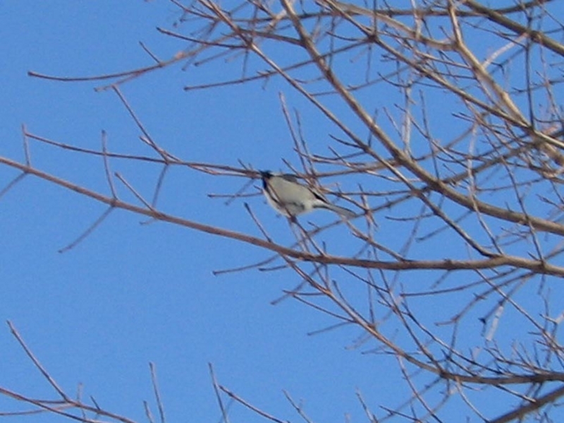 f:id:atarou:20111219062206j:image