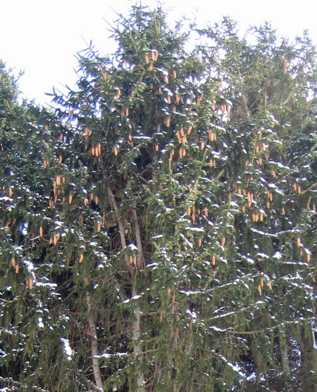 f:id:atarou:20111219064137j:image