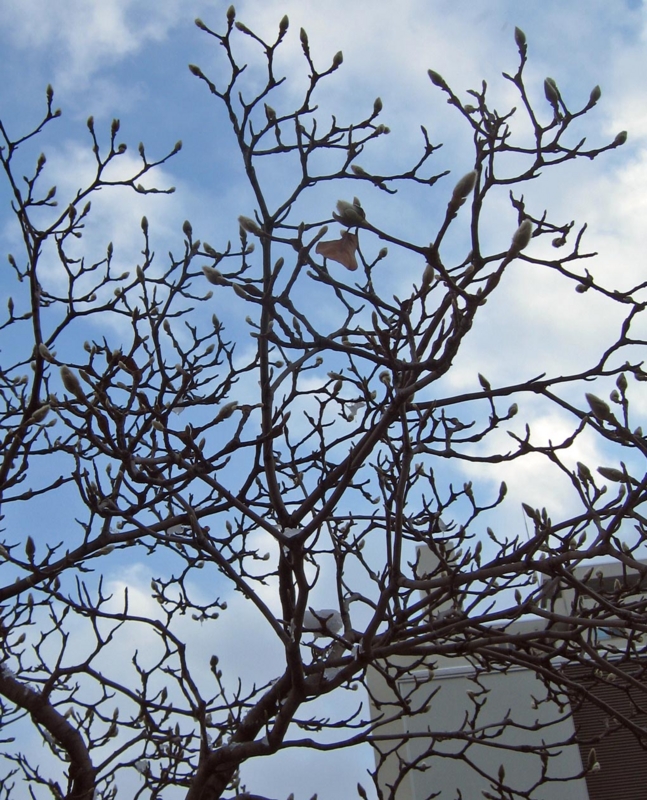 f:id:atarou:20111223184527j:image