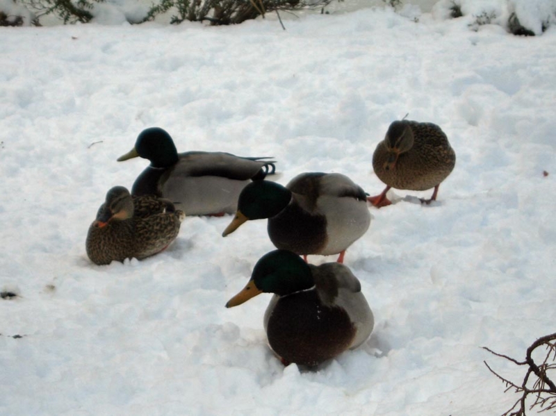 f:id:atarou:20111224071124j:image
