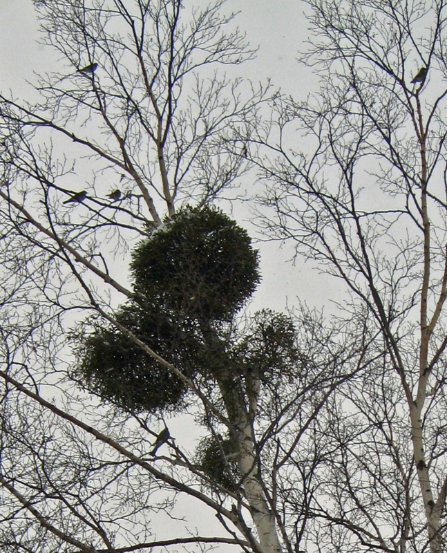 f:id:atarou:20111230181002j:image