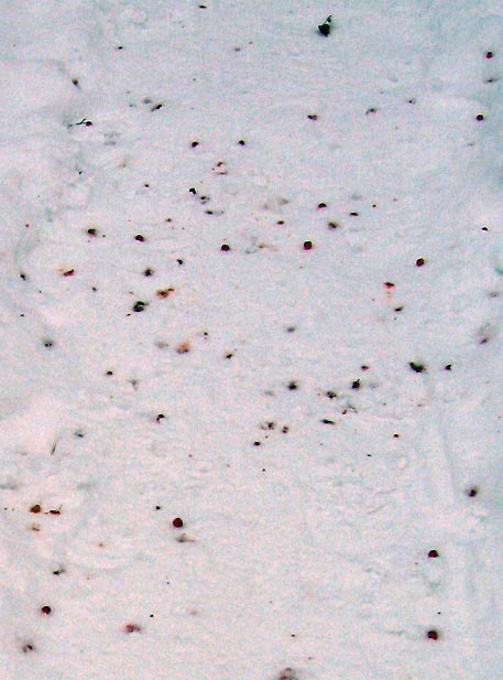 f:id:atarou:20111230181004j:image