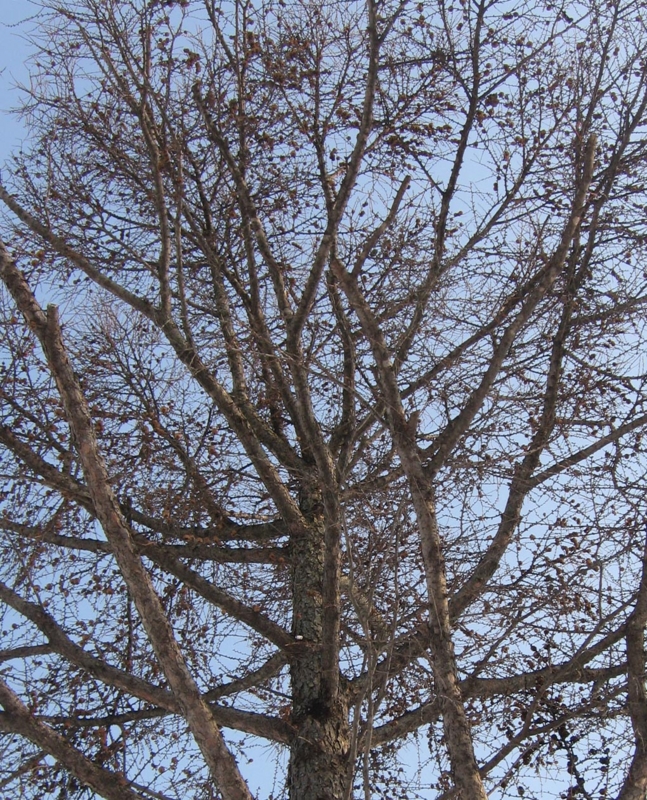 f:id:atarou:20120215065854j:image