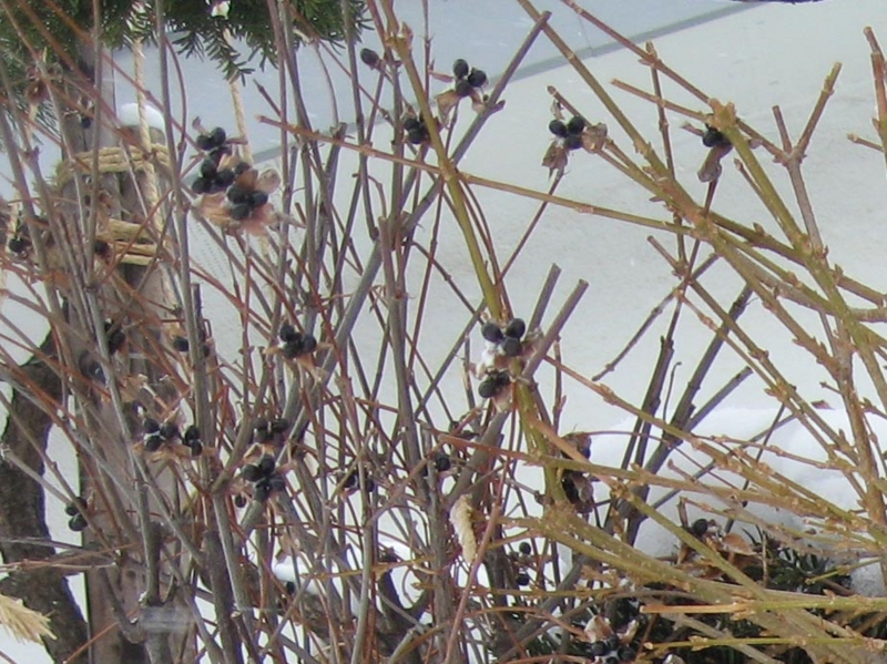 f:id:atarou:20120222065359j:image