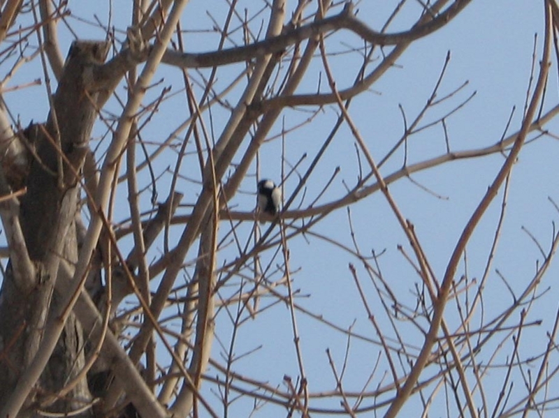 f:id:atarou:20120302065655j:image