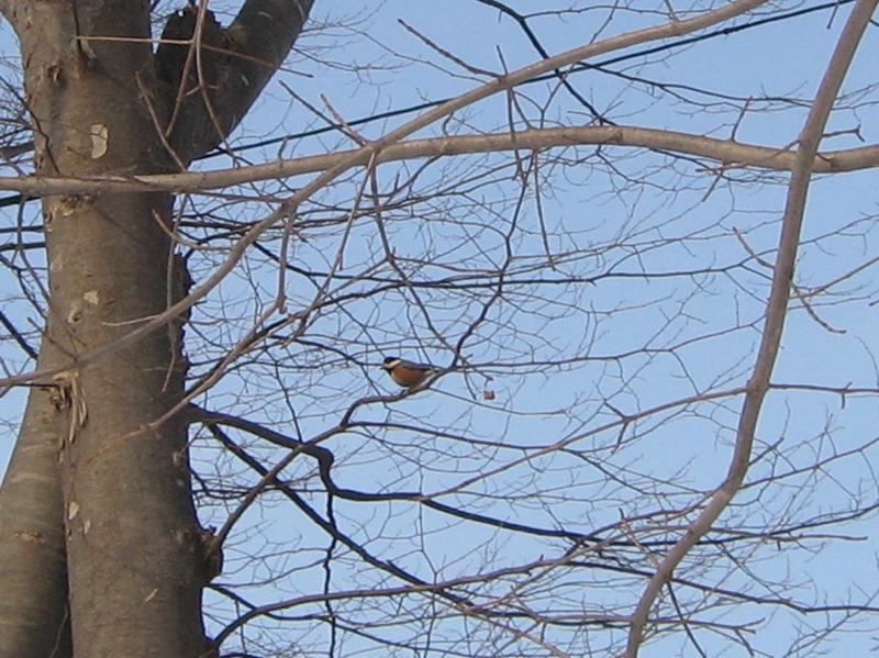 f:id:atarou:20120302065656j:image
