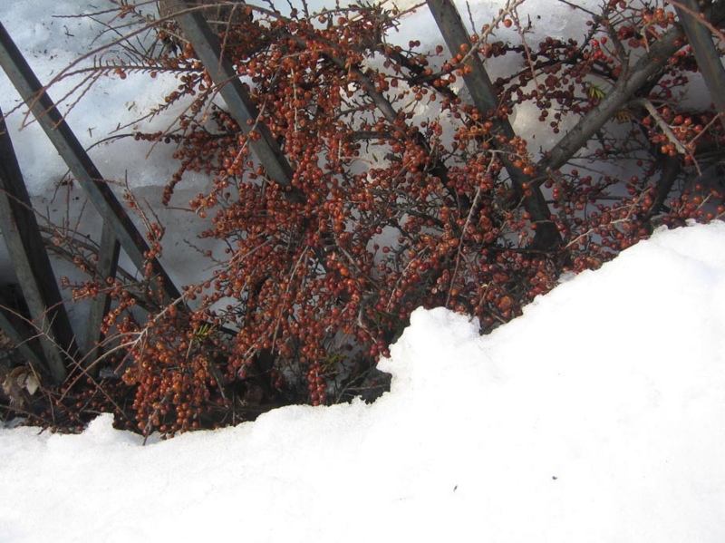 f:id:atarou:20120302070753j:image