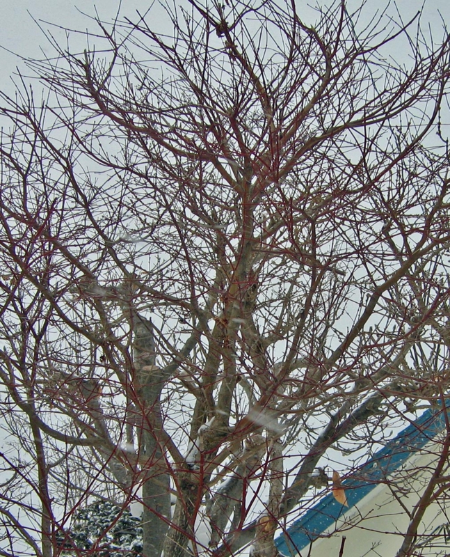 f:id:atarou:20120303193809j:image