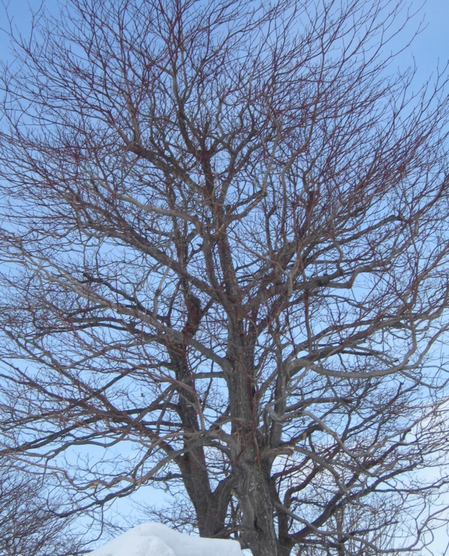f:id:atarou:20120304065805j:image